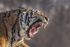 China, Harbin, Siberian Tiger Park. Siberian tiger yawning
