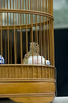Images Dated 5th April 2009: China, Hong Kong. Bird Garden & Market (aka Bird Street). Caged pet birds that are