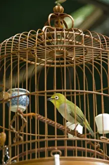 Images Dated 5th April 2009: China, Hong Kong. Bird Garden & Market (aka Bird Street). Caged pet birds that are