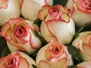 Historic District Prints: China, Hong Kong. Closeup of roses at a flower market