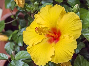 Historic District Prints: China, Hong Kong. Closeup of a yellow hibiscus at a flower market