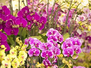 Historic District Prints: China, Hong Kong. Flower market on the street