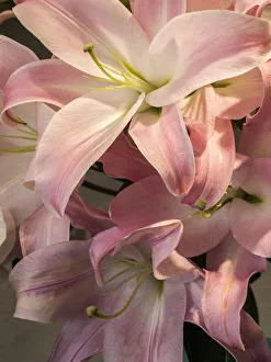 Historic District Prints: China, Hong Kong. Lilies on display at a shop near the flower market