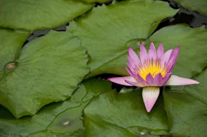 China, Hong Kong, New Territories. Chi Lin Nunnery, water garden lily pond