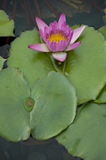 Images Dated 5th April 2009: China, Hong Kong, New Territories. Chi Lin Nunnery, water garden lily pond