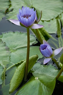 Images Dated 5th April 2009: China, Hong Kong, New Territories. Chi Lin Nunnery, water garden lily pond
