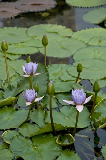 Images Dated 5th April 2009: China, Hong Kong, New Territories. Chi Lin Nunnery, water garden lily pond