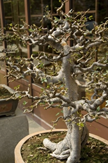 Images Dated 5th April 2009: China, Hong Kong, New Territoris. Nan Lian Garden. Artistic Bonsai tree display