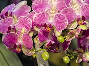 Historic District Prints: China, Hong Kong. Orchids on display at a flower market