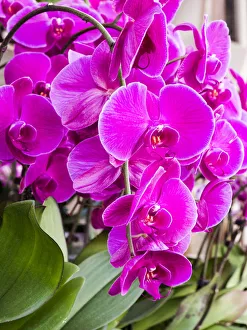 Images Dated 4th April 2022: China, Hong Kong. Orchids on display at a flower market