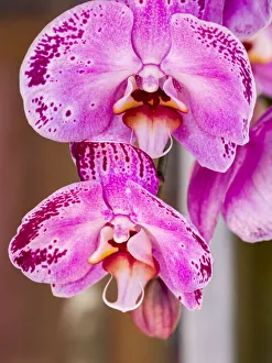 China, Hong Kong. Orchids on display at a flower market