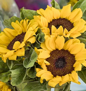 Sunflower Prints: China, Hong Kong. Sunflowers at a flower market