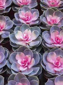 China, Hong Kong. A variety of sedum on display at a flower market