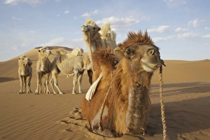 Images Dated 2nd May 2013: China, Inner Mongolia, Badan Jilin Desert. Close-up of caravan camels in desert. Credit as