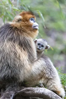 Holding Prints: China, Shaanxi Province, Foping National Nature Reserve. Golden snub-nosed monkey