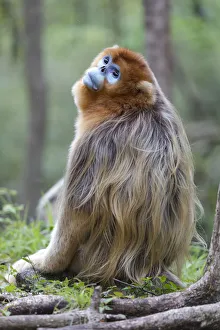 Images Dated 9th May 2017: China, Shaanxi Province, Foping National Nature Reserve. Golden snub-nosed monkey
