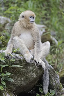 Images Dated 9th May 2017: China, Shaanxi Province, Foping National Nature Reserve. Golden snub-nosed monkey