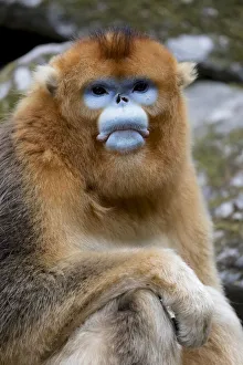 Images Dated 9th May 2017: China, Shaanxi Province, Foping National Nature Reserve. Golden snub-nosed monkey