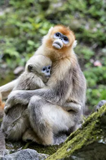 Images Dated 9th May 2017: China, Shaanxi Province, Foping National Nature Reserve. Golden snub-nosed monkey