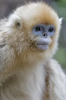 China, Shaanxi Province, Foping National Nature Reserve. Golden snub-nosed monkey