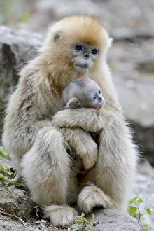 China, Shaanxi Province, Foping National Nature Reserve. Golden snub-nosed monkey