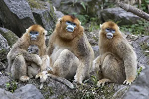 Images Dated 11th May 2017: China, Shaanxi Province, Foping National Nature Reserve. Golden snub-nosed monkey