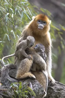 Images Dated 10th May 2017: China, Shaanxi Province, Foping National Nature Reserve. Golden snub-nosed monkey