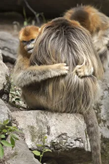 Images Dated 11th May 2017: China, Shaanxi Province, Foping National Nature Reserve. Golden snub-nosed monkey