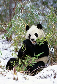 Sichuan Province Gallery: China, Sichuan