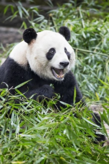 China, Sichuan Province, Chengdu, Giant Panda Bear (Ailuropoda melanoleuca) eating
