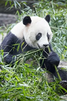 Sichuan Province Gallery: China, Sichuan Province, Chengdu, Giant Panda Bear (Ailuropoda melanoleuca) eating