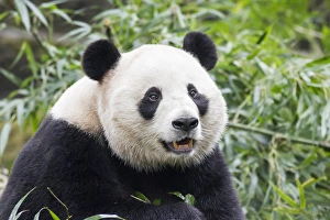 China, Sichuan Province, Chengdu, Giant Panda Bear (Ailuropoda melanoleuca) eating