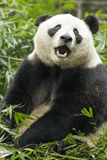 China, Sichuan Province, Chengdu, Giant Panda Bear (Ailuropoda melanoleuca) eating