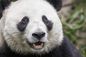 Images Dated 13th November 2013: China, Sichuan Province, Chengdu, Giant Panda Bear (Ailuropoda melanoleuca) eating