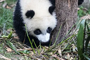 China, Sichuan Province, Chengdu, Chengdu Research Base of Giant Panda Breeding