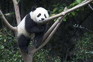 Sichuan Province Gallery: China, Sichuan Province, Chengdu, Chengdu Research Base of Giant Panda Breeding