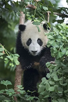 China, Sichuan Province, Chengdu, Chengdu Research Base of Giant Panda Breeding