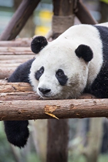 Sichuan Province Gallery: China, Sichuan Province, Chengu, Giant Panda Bear (Ailuropoda melanoleuca) resting
