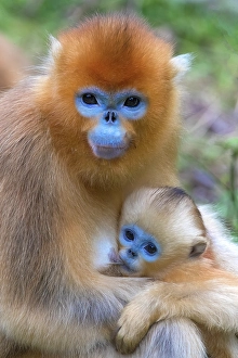 Jim Zuckerman Prints: China. Snub-nosed monkey mother and baby