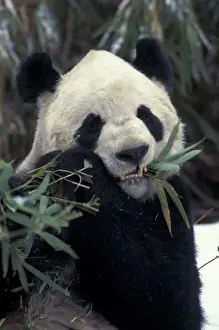 Panda Prints: China, Wolong Nature Reserve. Giant Panda feeds on bamboo