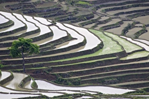 Terrace Prints: China, Yunnan Province, Yuanyang. Lone tree grows on hillside of rice terraces. Credit as