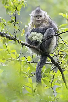 China, Yunnan Province, Yun-Ling Mountains, Tacheng, black snub-nosed monkey, (Rhinopithecus belti) China, Yunnan Province, Yun-Ling Mountains, Tacheng, black snub-nosed monkey, (Rhinopithecus belti)