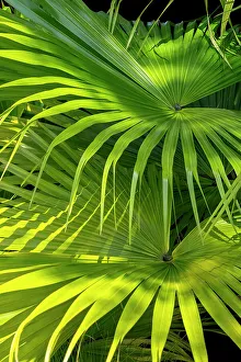 Lime Green Prints: Chinese fan palm