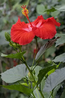Images Dated 14th February 2021: Chinese Hibiscus