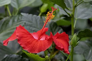 Images Dated 14th February 2021: Chinese Hibiscus