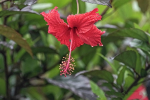 Edible Prints: Chinese hibiscus is a species of tropical hibiscus in the Malvaceae family