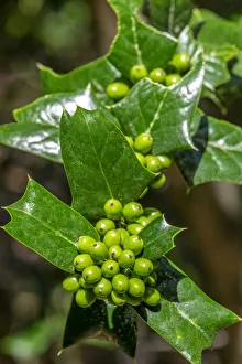 Berry Prints: Chinese Holly
