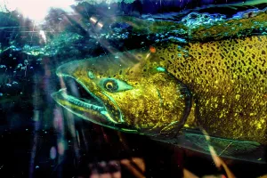 Fear Prints: Chinook salmon, Issaquah Hatchery