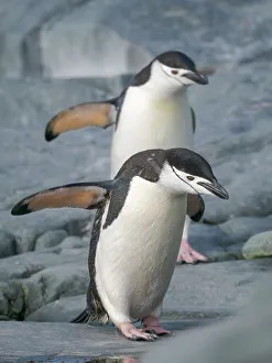 Pygoscelis Prints: Chinstrap penguin. Antarctica, Palmer Archipelago, Hydrurga Rocks