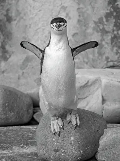 Pygoscelis Prints: Chinstrap penguin. Antarctica, Palmer Archipelago, Hydrurga Rocks
